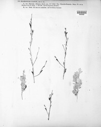 Claviceps purpurea image